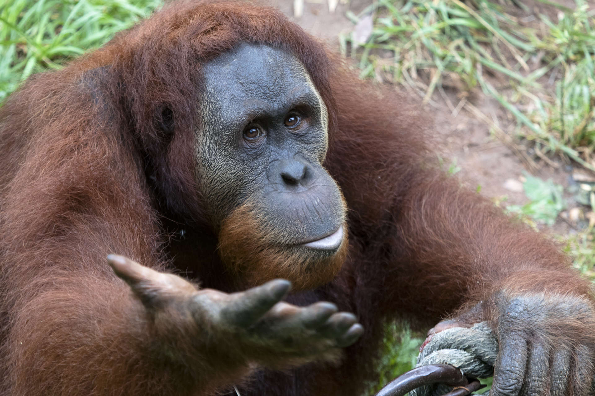 Zoo Atlanta Mourns the Loss of Dumadi the Orangutan - Zoo Atlanta