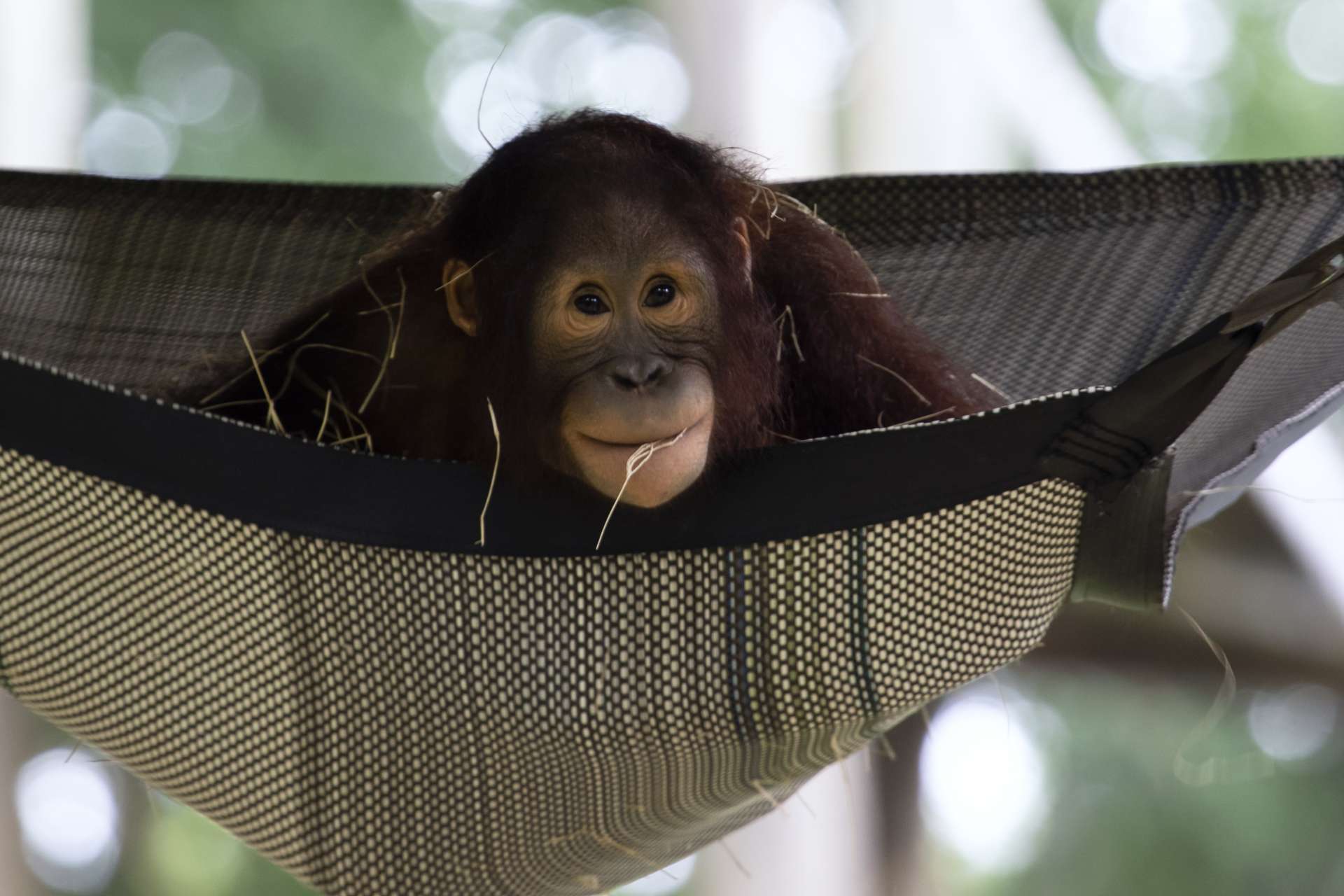 An app saving animals from extinction Zoo Atlanta