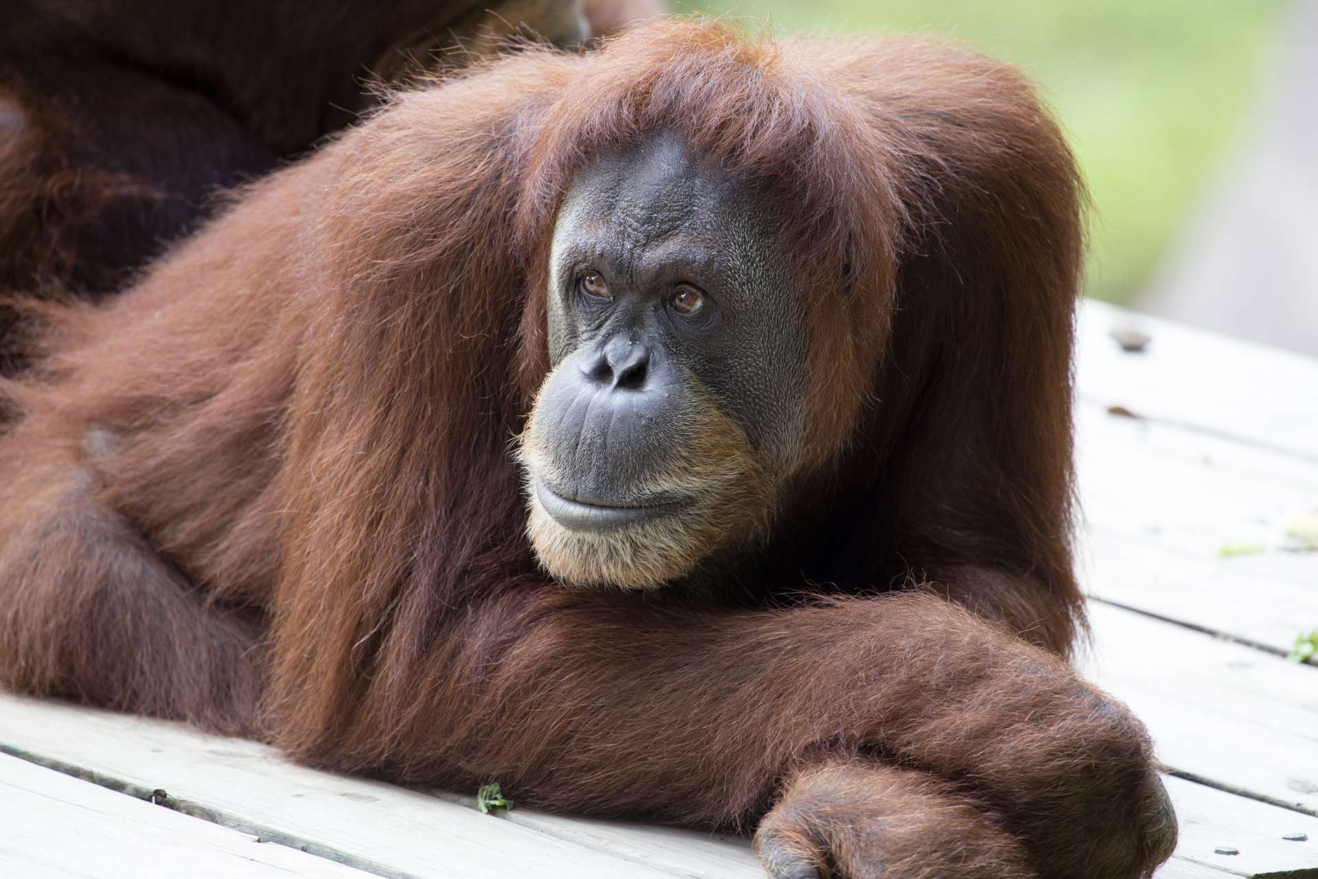 Madu Zoo Atlanta