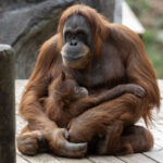 two orangutans sit on an outdoor climber