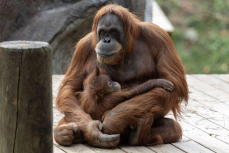 two orangutans sit on an outdoor climber