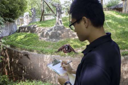 A researcher takes notes on a clipboard while observing the behavior of an orangutan.