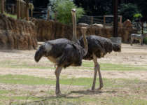 Two ostrich in the African Savanna habitat.