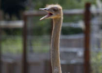Ostrich with beak open
