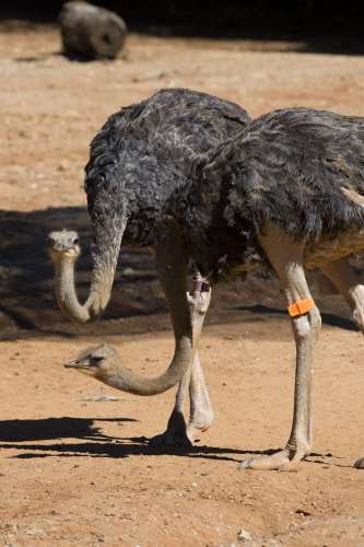 Ostrich - Zoo Atlanta