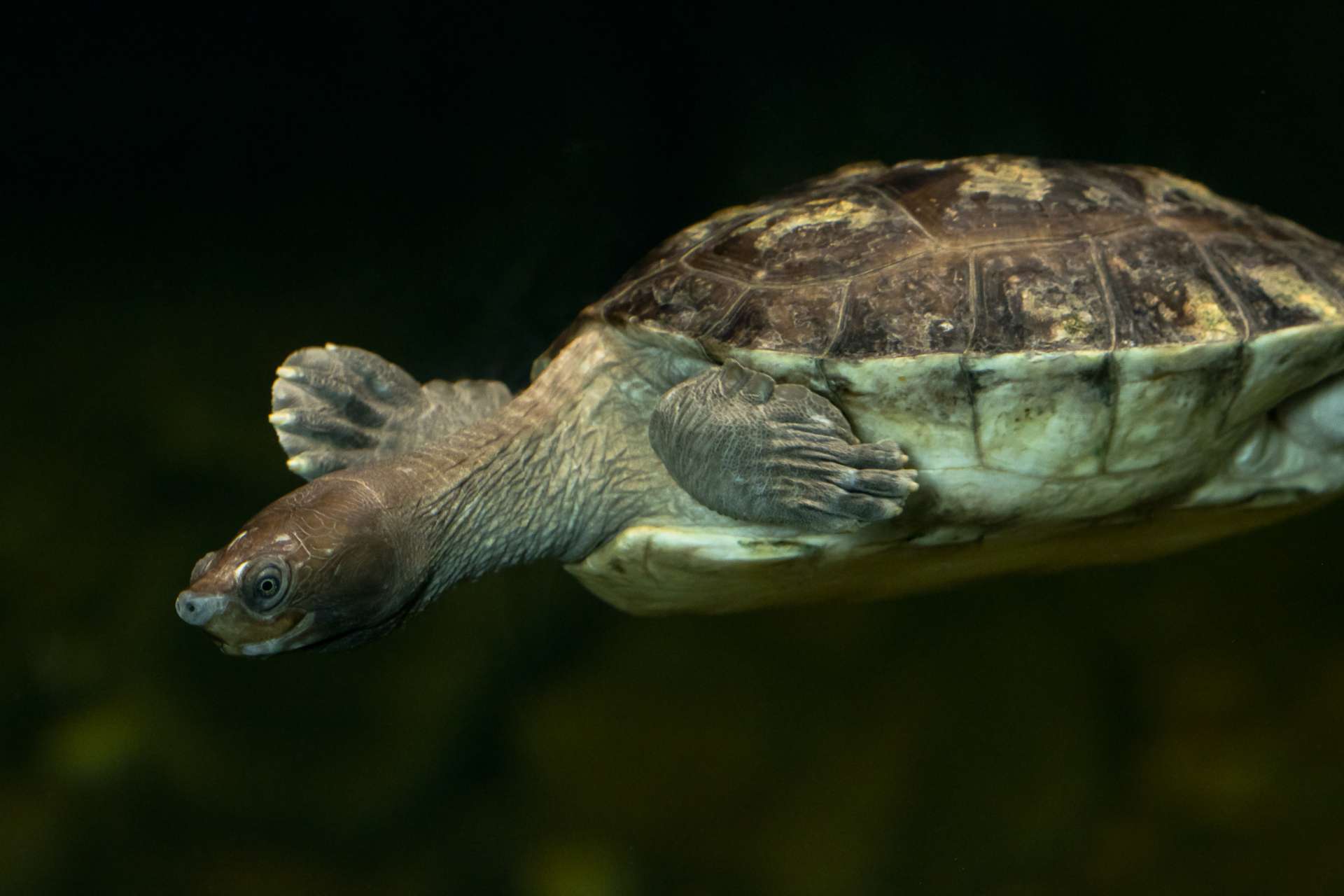 Taking a dip into aquatic systems - Zoo Atlanta