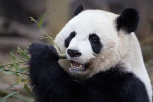 Giant panda Po eats a piece of bamboo.