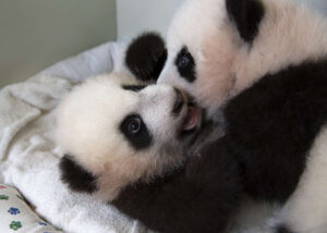 Panda twins Mei Lun and Mei Huan play together