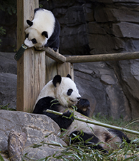 panda cubs2013 140924 meilun lunlun ZA 0650