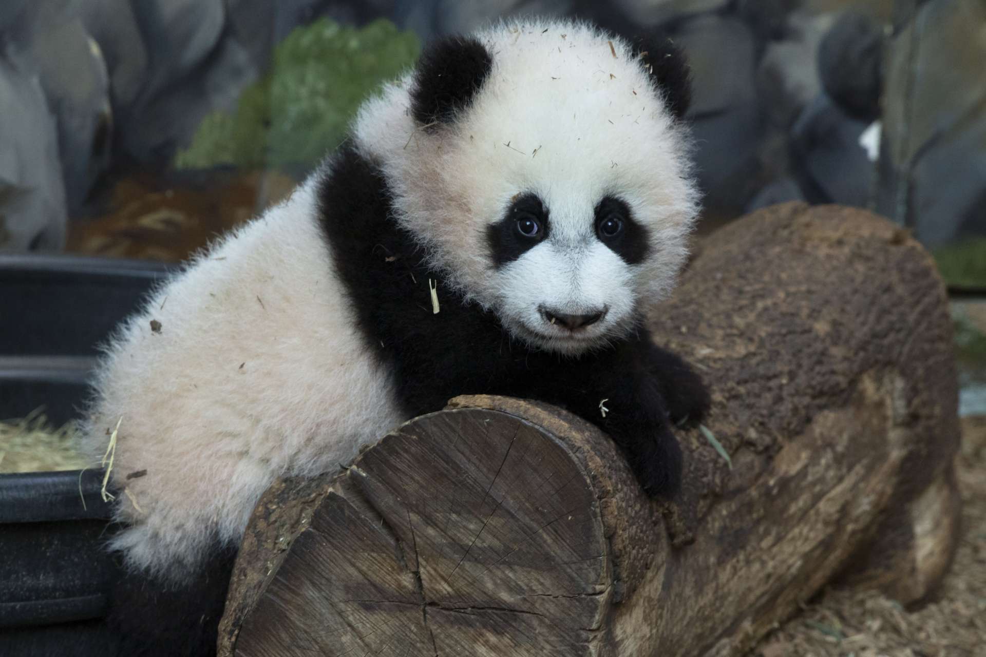 panda-update-friday-february-10-zoo-atlanta