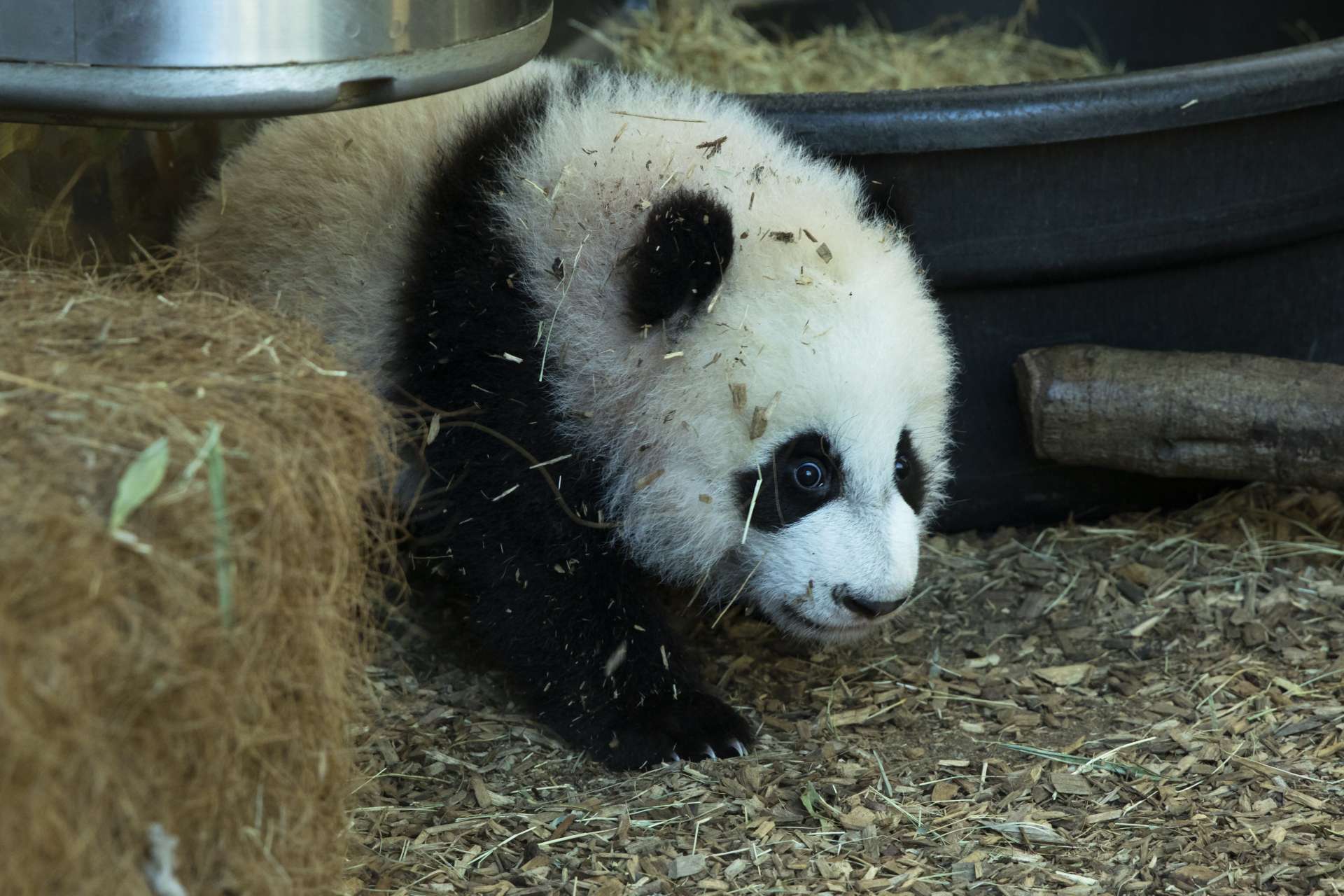 Panda Updates - Wednesday, March 1 - Zoo Atlanta