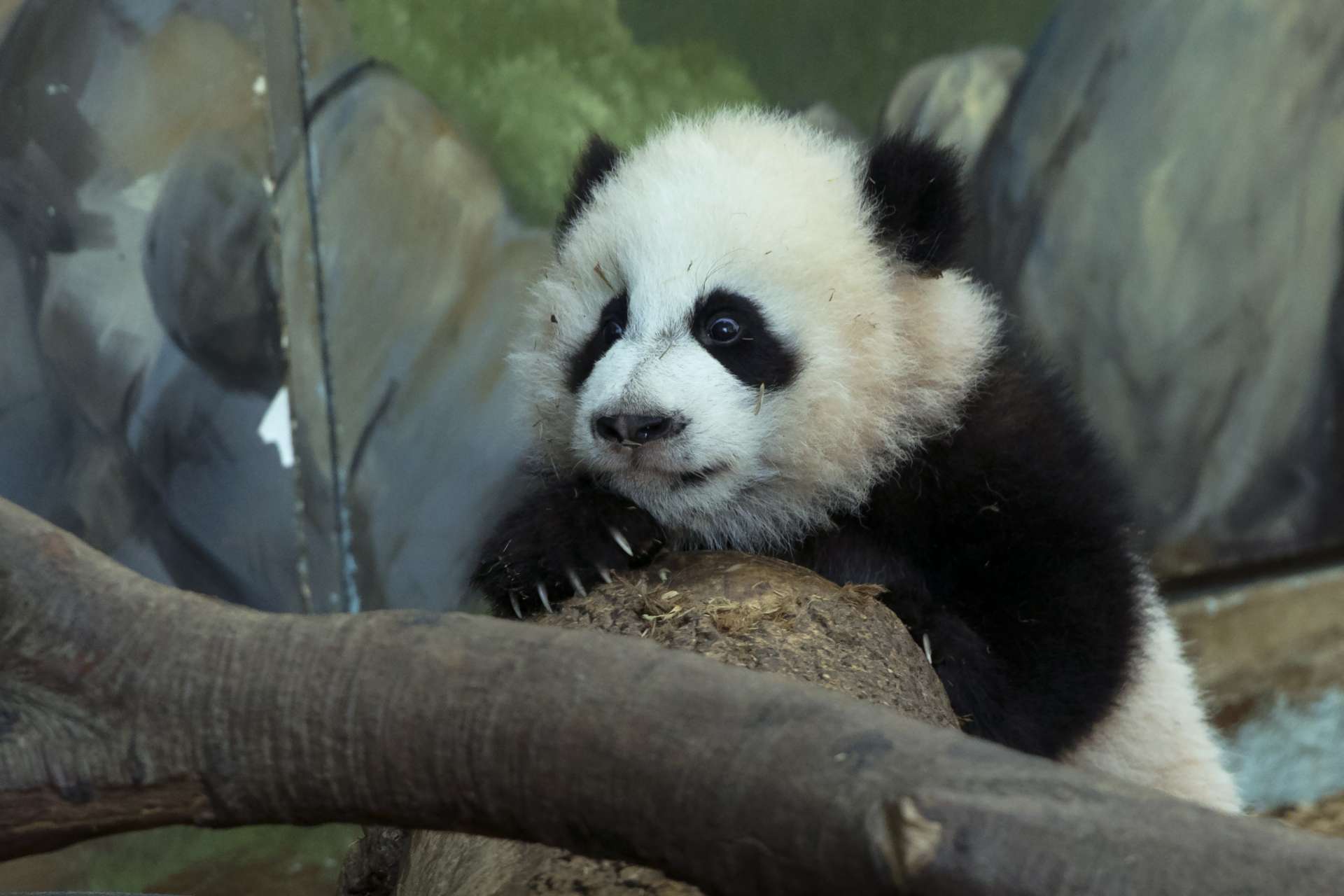 Panda Updates - Friday, February 24 | Zoo Atlanta