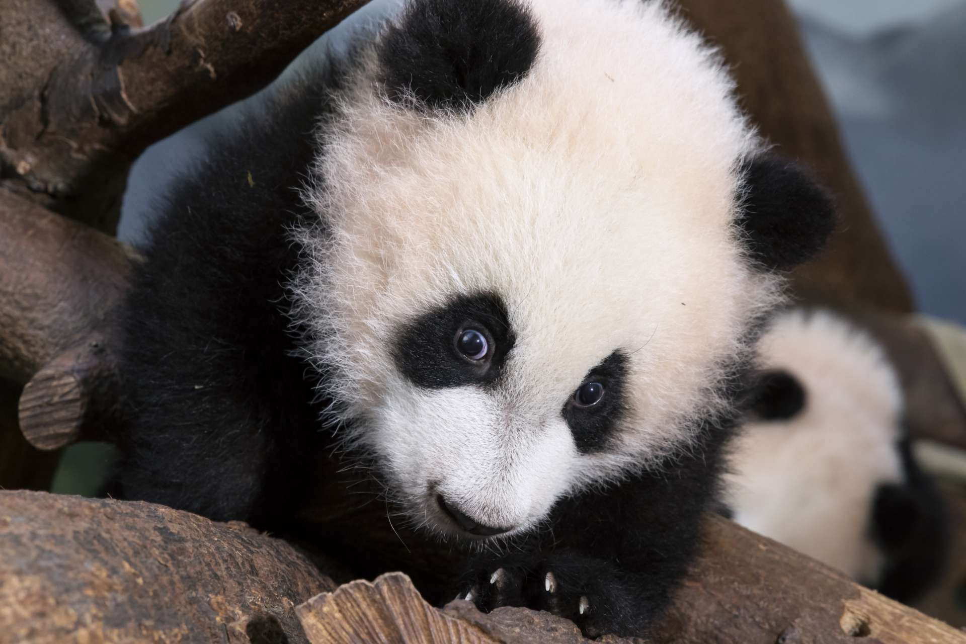 Panda Updates - Friday, March 24 - Zoo Atlanta