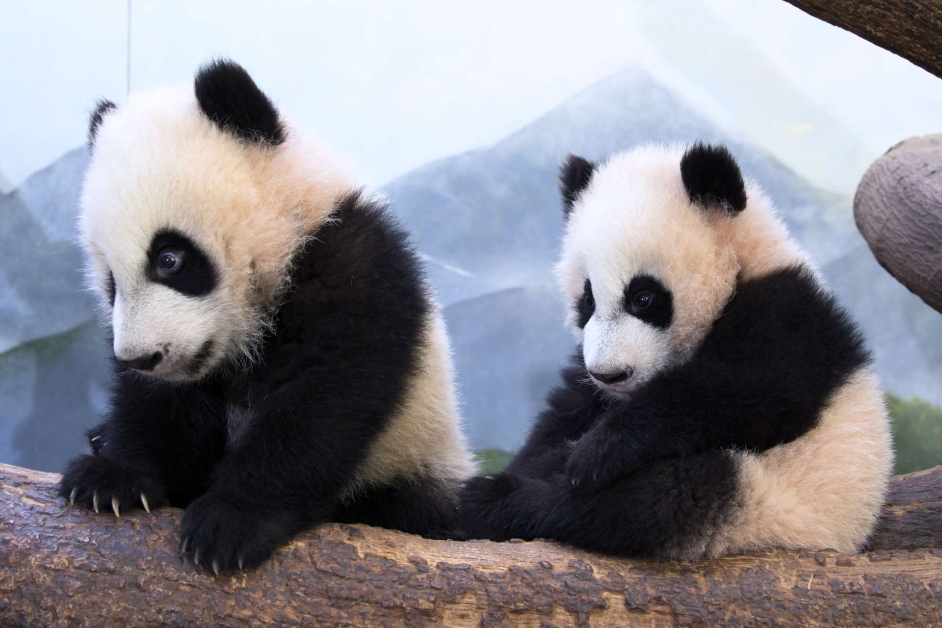 Ya Lun and Xi Lun reach new milestone - Zoo Atlanta