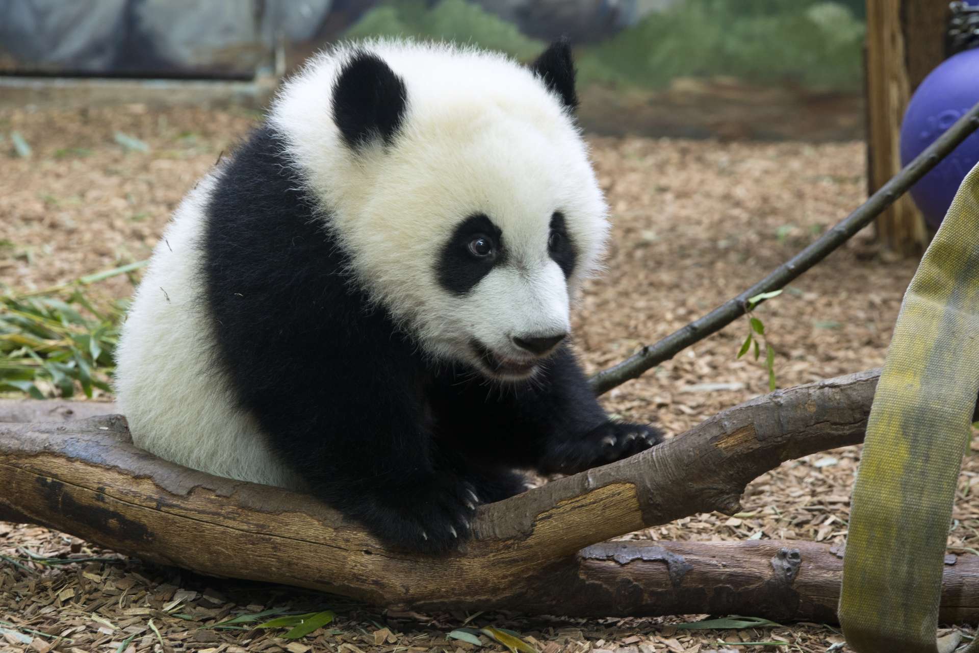 Panda Updates Friday, June 9 Zoo Atlanta