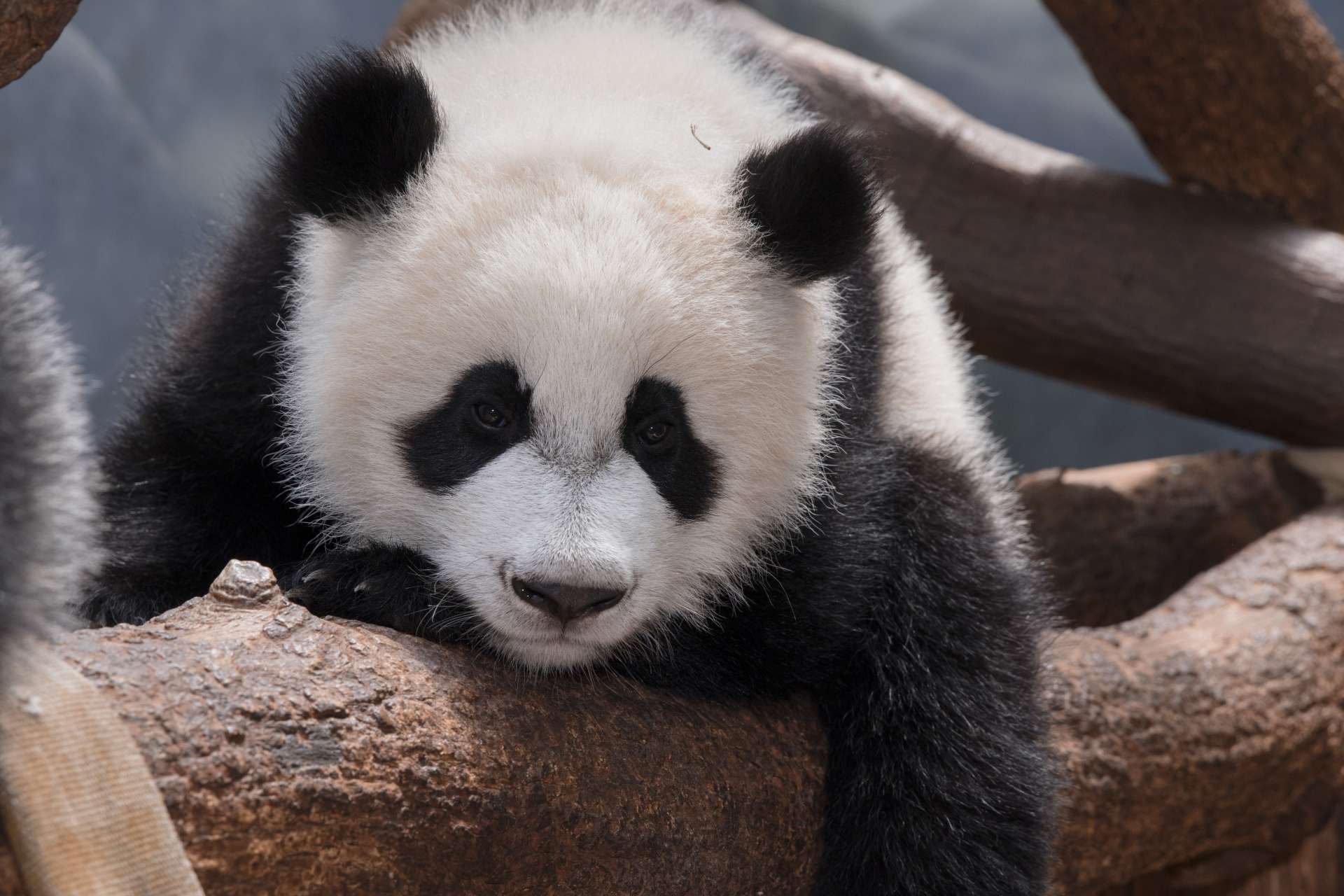 Panda Updates Monday, July 3 Zoo Atlanta