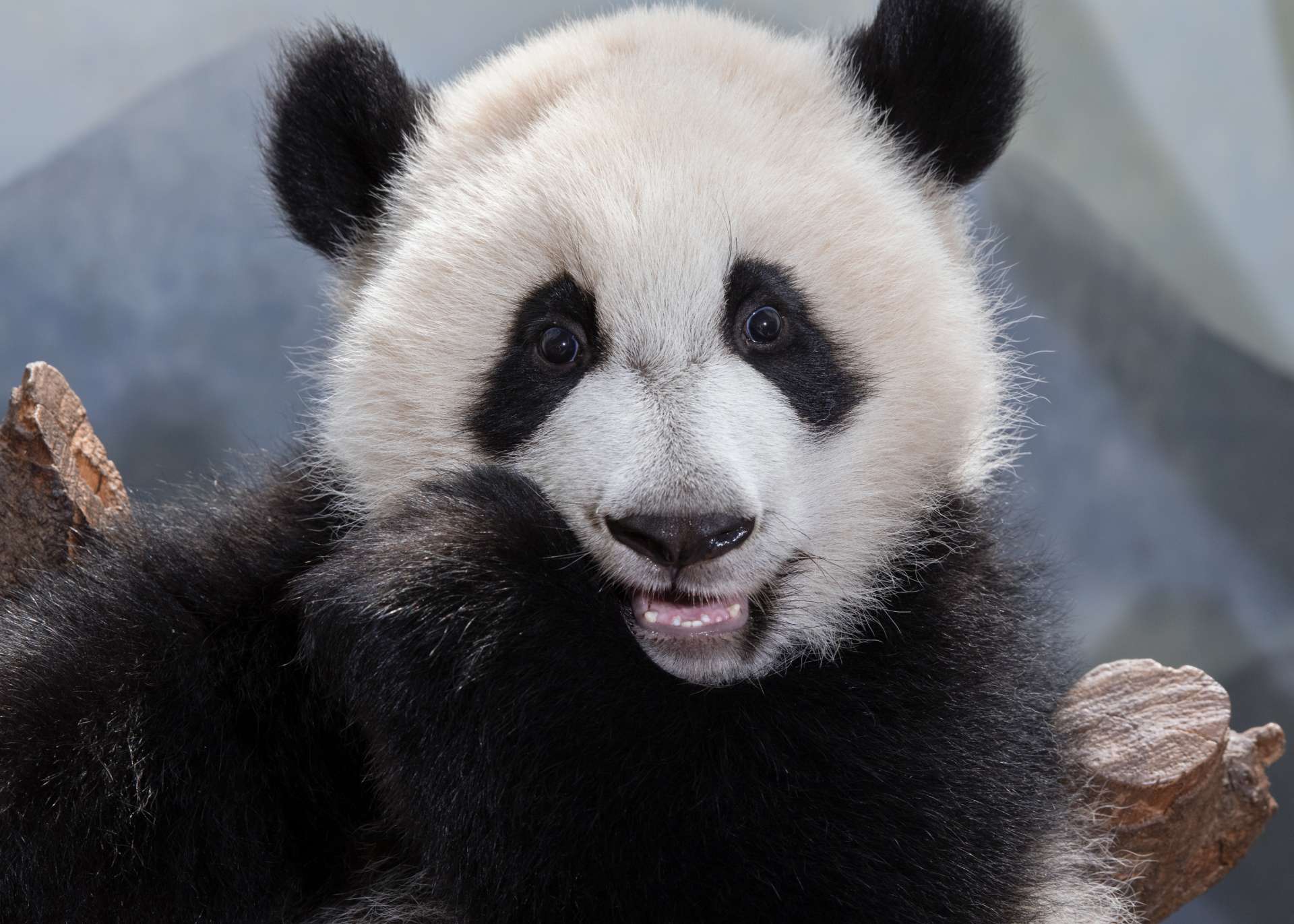 Panda Updates - Monday, June 26 - Zoo Atlanta