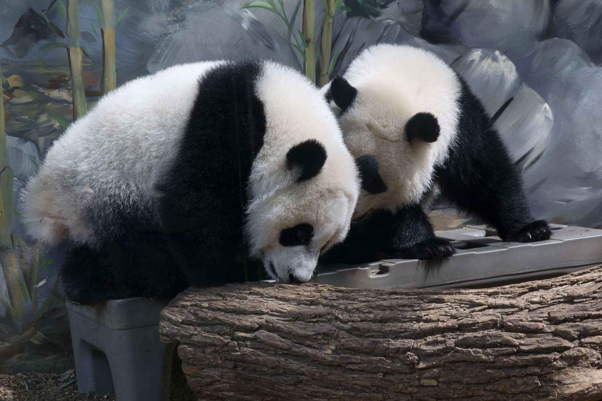 Panda Updates Friday, September 1 Zoo Atlanta