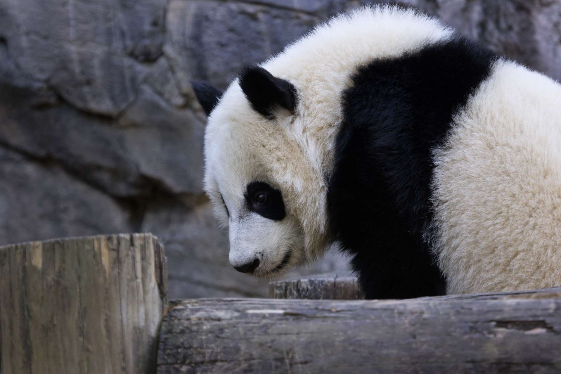 Panda Updates - Friday, December 22 - Zoo Atlanta