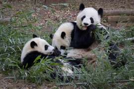 Giant panda Lun Lun and one of her cubs eat bamboo in an outdoor habitat while the other cub sniffs around.