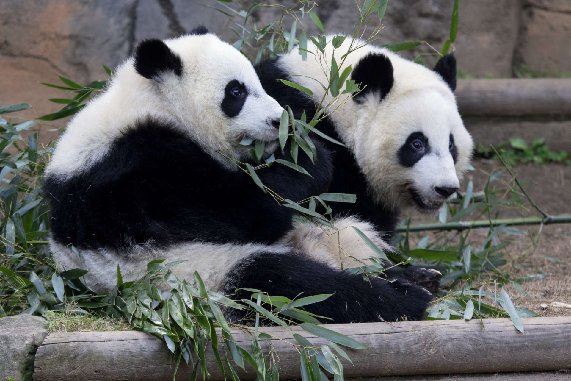 It’s giant panda birthday season! Zoo Atlanta