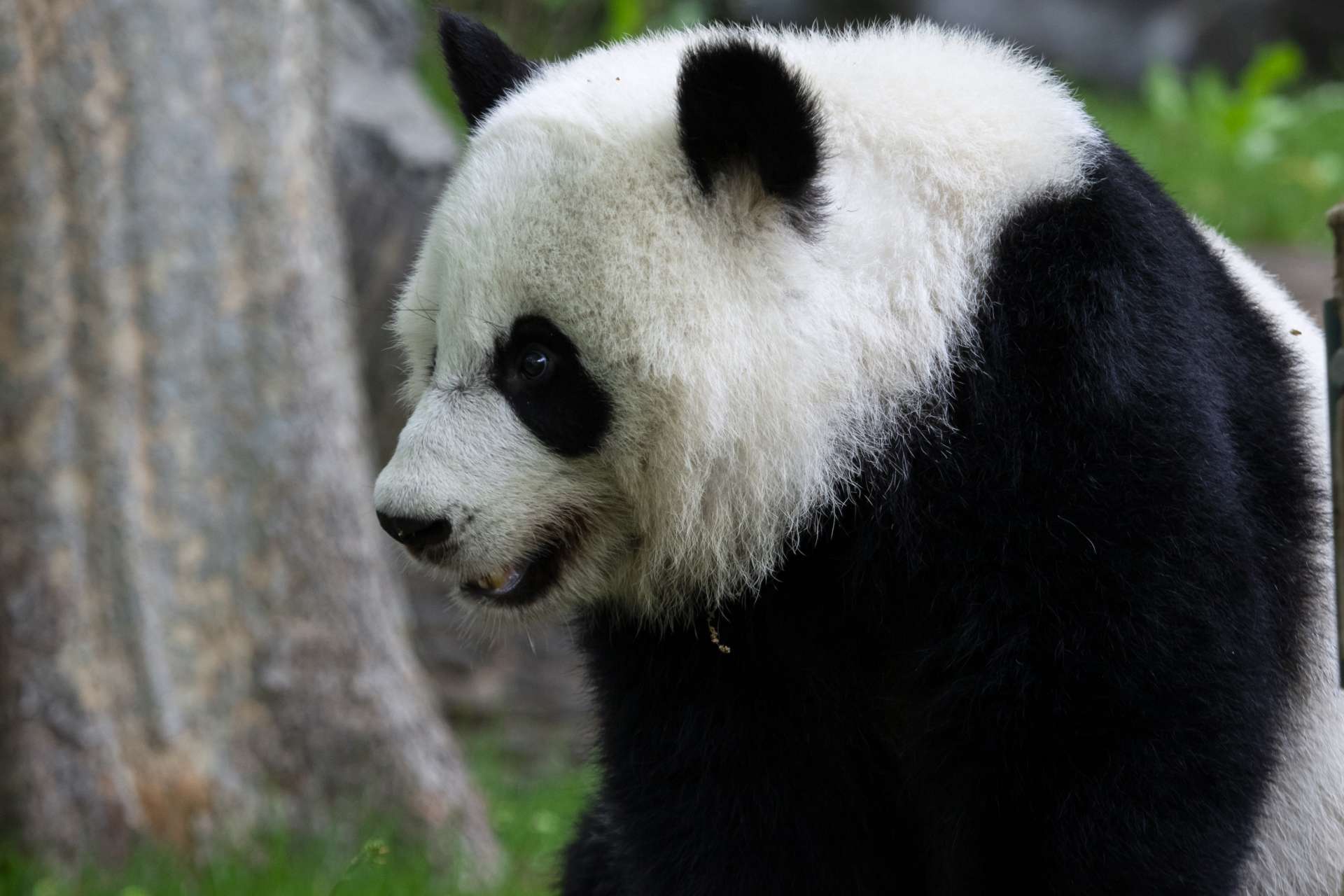 Panda updates Monday October 5 Zoo Atlanta