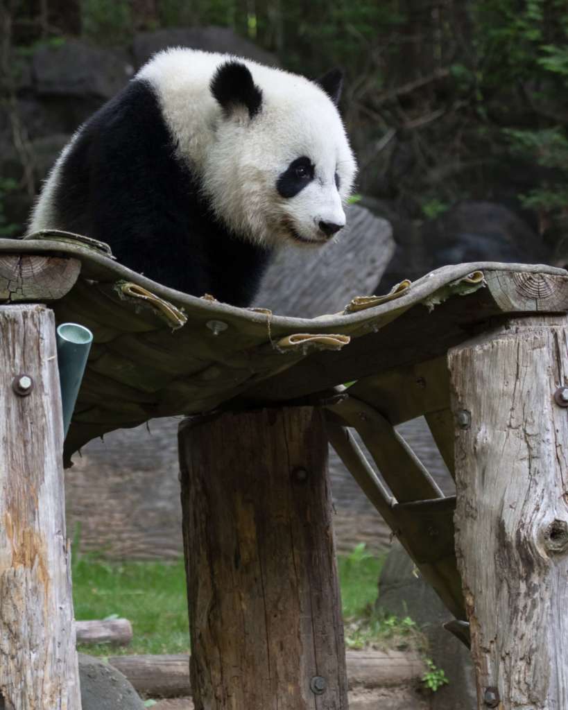 Panda Updates Wednesday, November 13 Zoo Atlanta