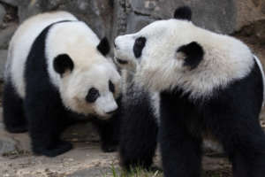 two pandas in their outdoor habitat