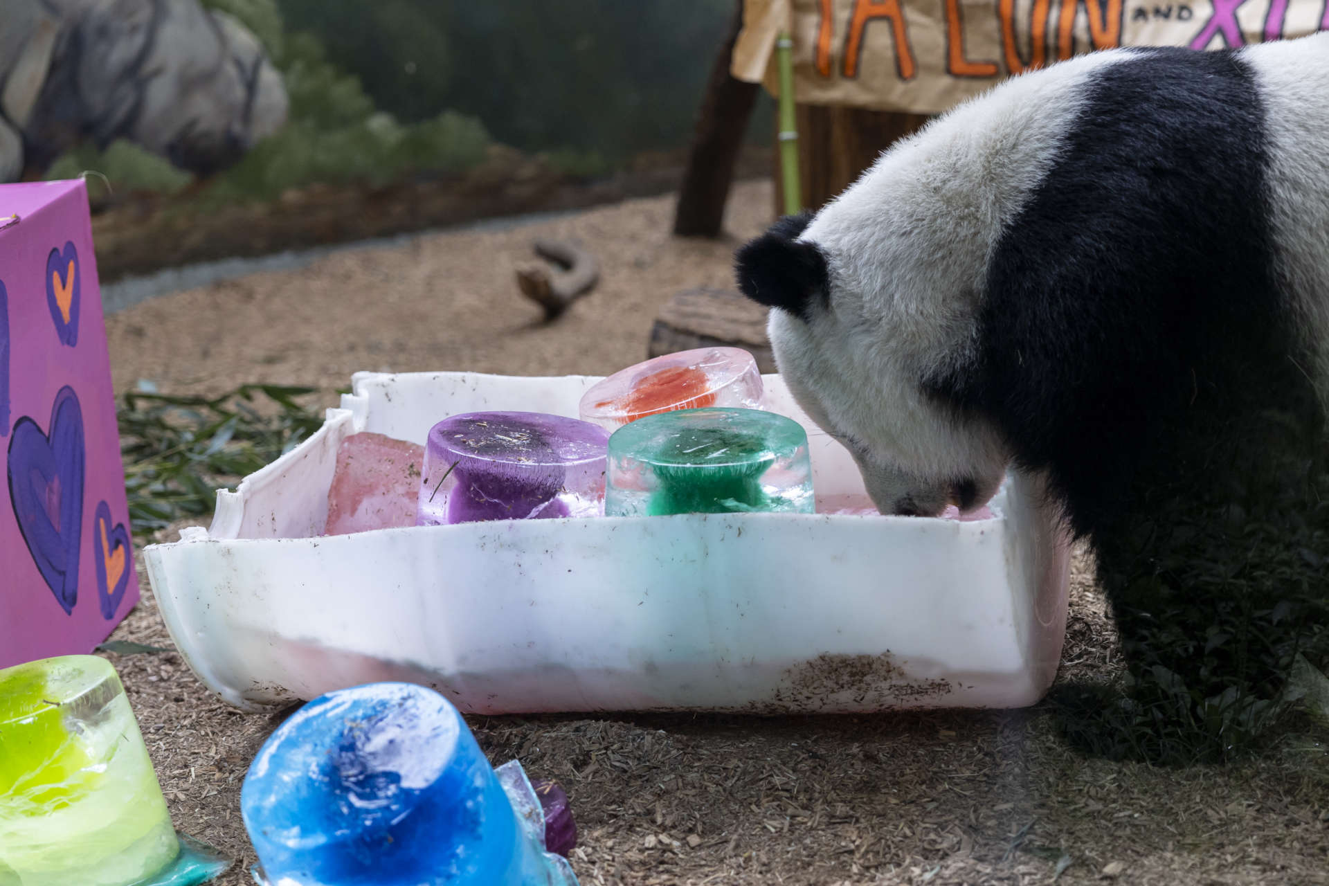 Panda Updates Wednesday September 8 Zoo Atlanta   Panda Cubs2016 210901 Xilun ZA 2T0A1189 