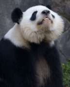 Lun Lun looking up towards the shy