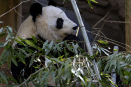 close up of Lun Lun the panda