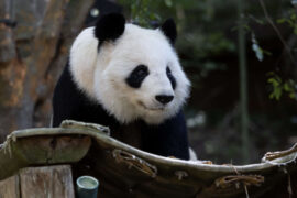 close up of Lun Lun the panda