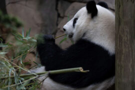 a panda eats bamboo