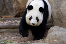 Lun Lun panda in outdoor habitat