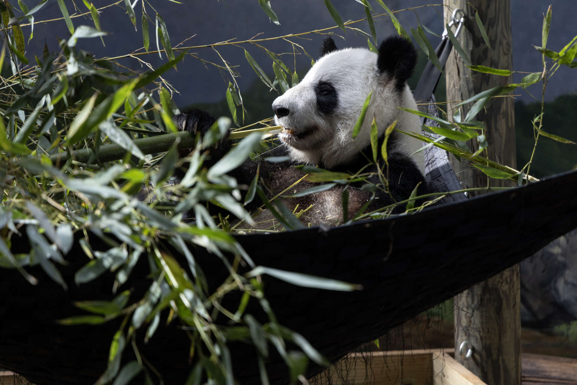 the giant pandas will leave zoo atlanta on october 5 2024