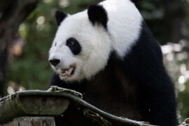 a panda stands in their outdoor habitat