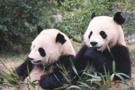 Young giant pandas Lun Lun and Yang Yang eat bamboo sitting together.