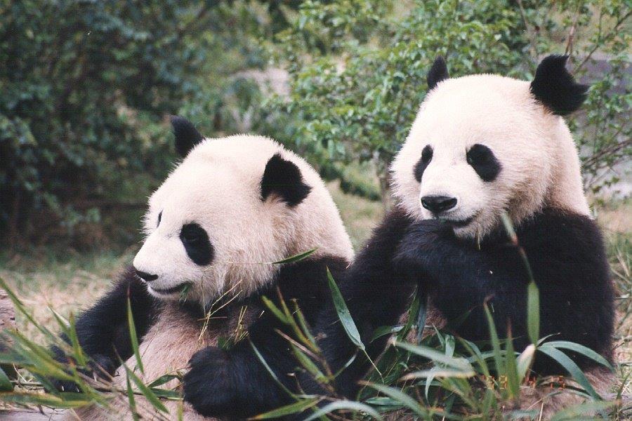 Celebrating 25 years of pandas - Zoo Atlanta