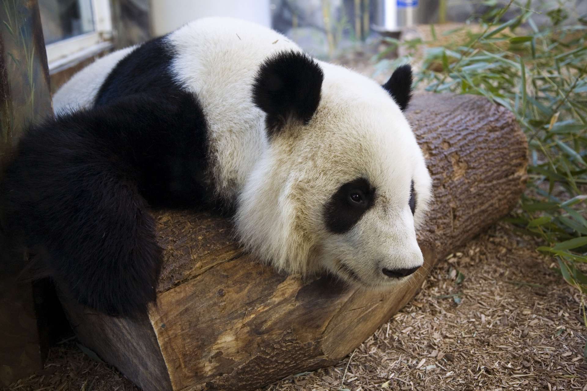panda laying on top of log