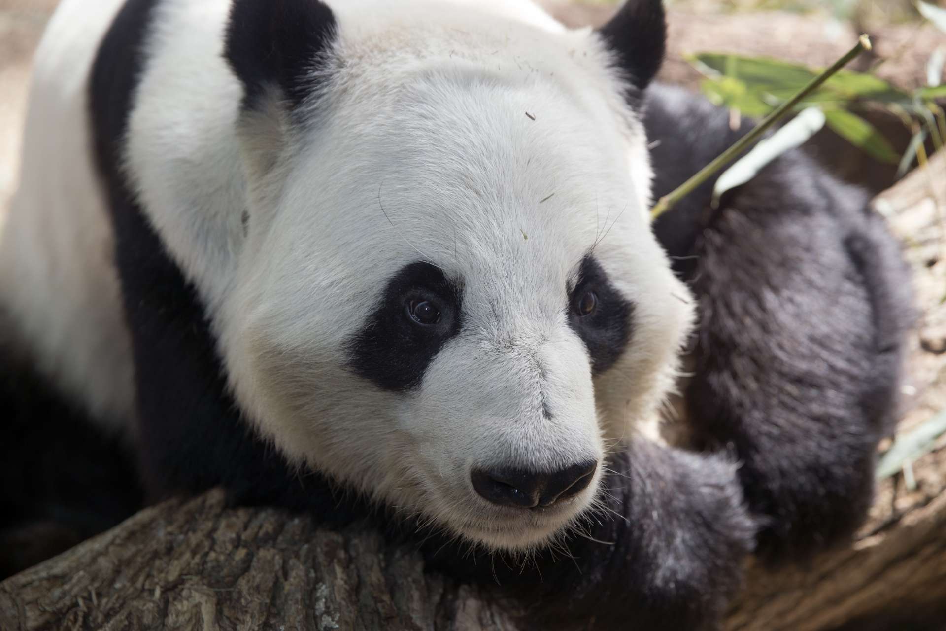 Panda Updates - Friday, March 5 - Zoo Atlanta