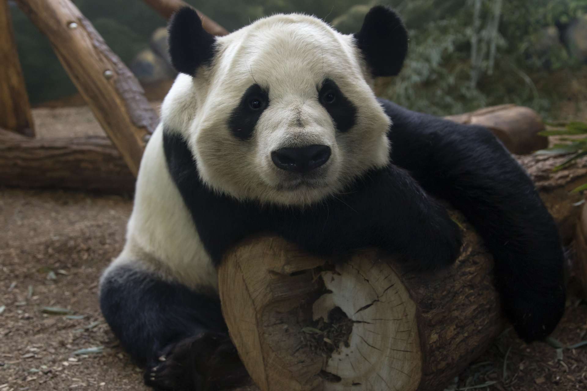 Panda Updates - Wednesday, February 26 - Zoo Atlanta