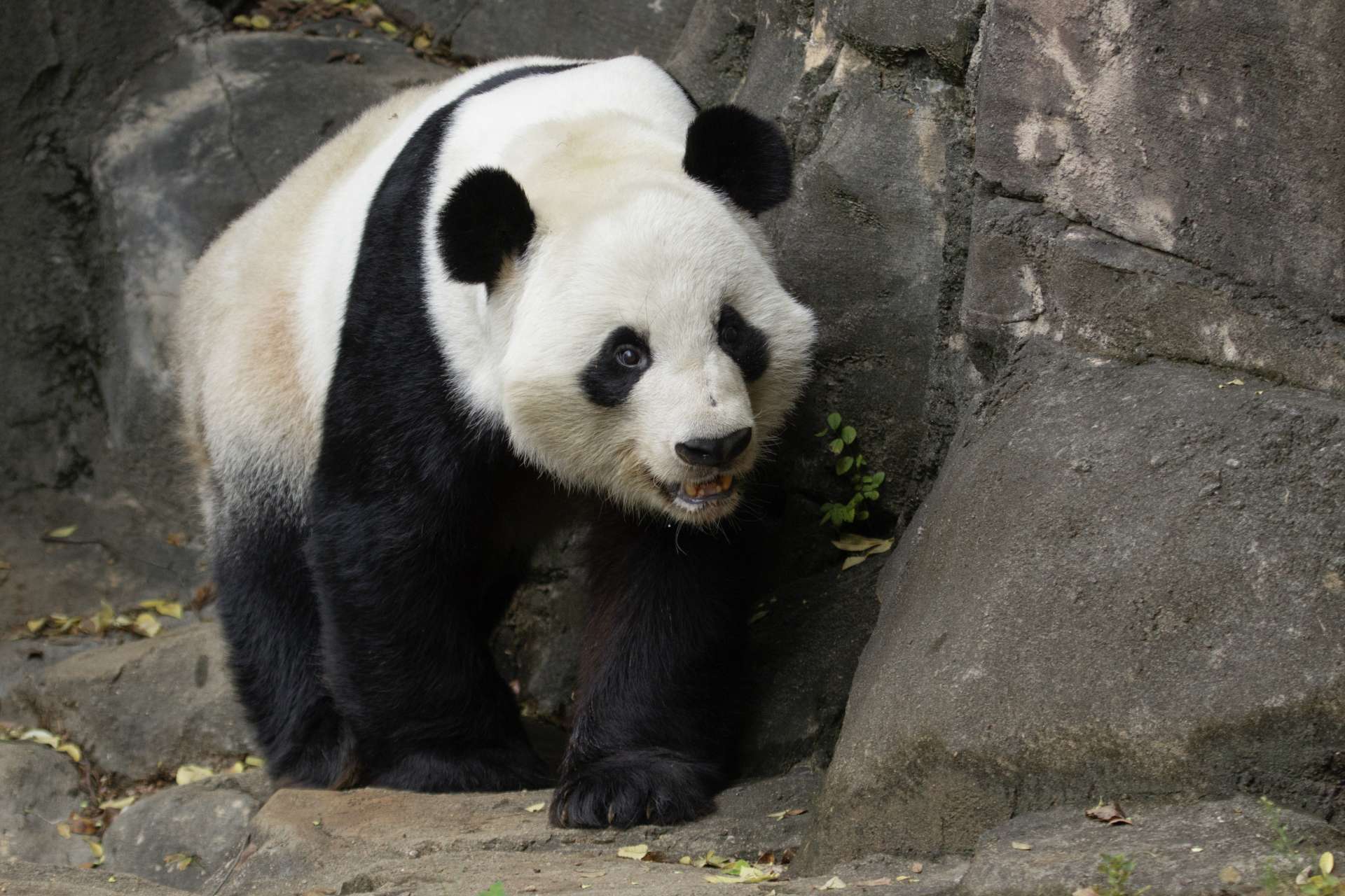 Panda Updates - Friday, December 27 - Zoo Atlanta