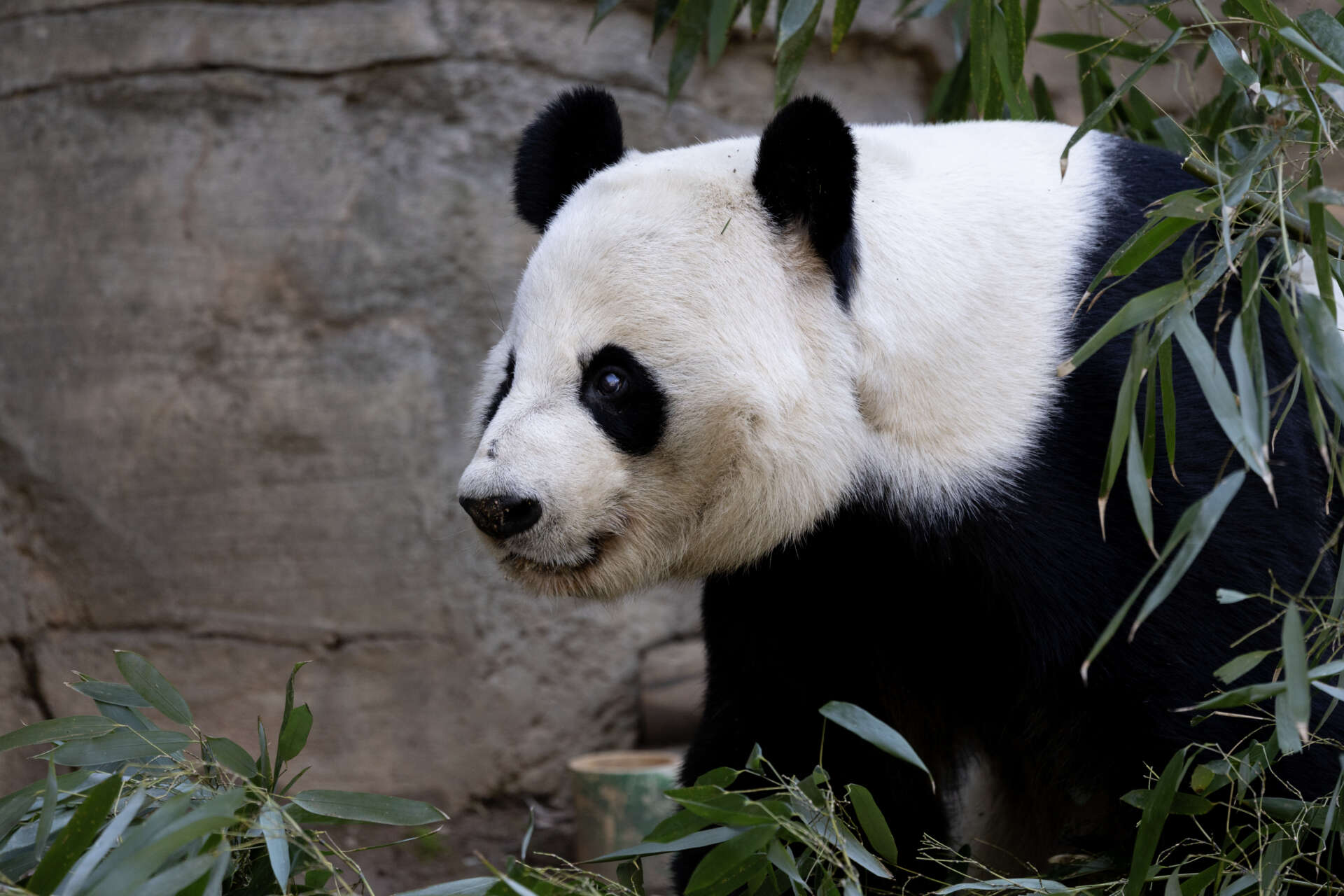 Giant Pandas: Diet, Behaviour & Conservation