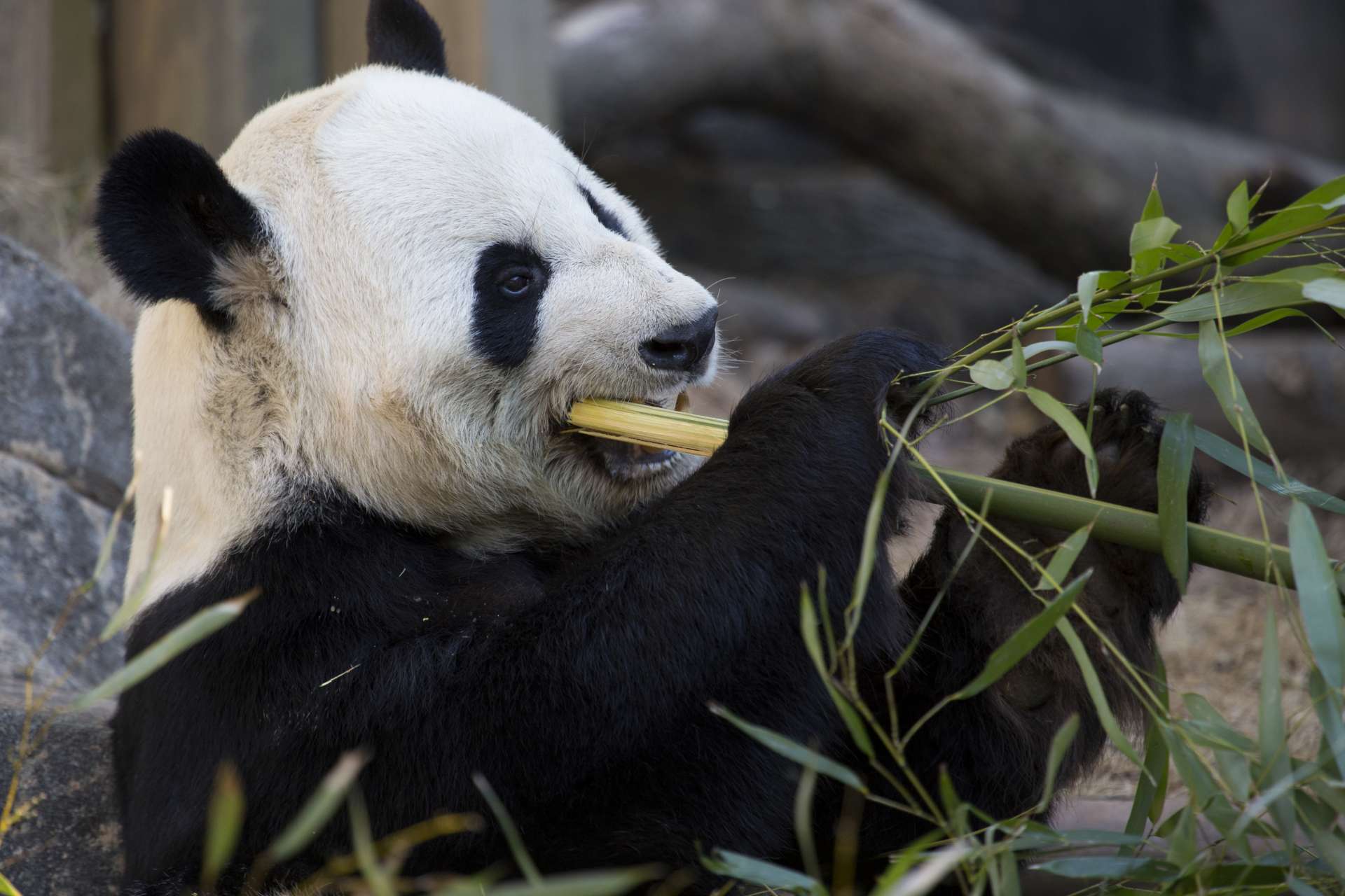 Панда 4. Удивительные животные нашей планеты большая Панда. Panda cam. Joint Panda. Animal Planet фото 3d Панда.