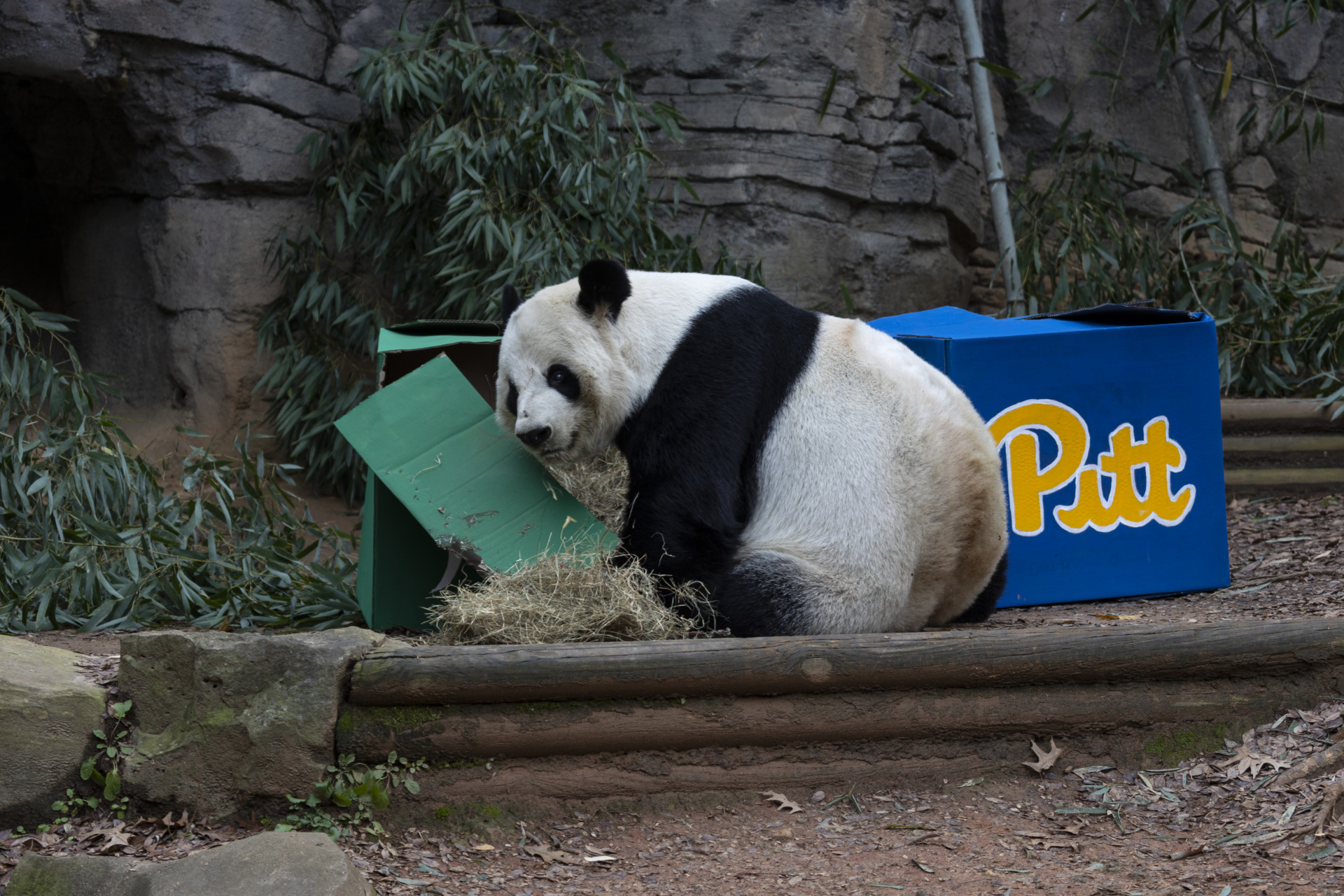 PANDAページ Panda Updates – Monday, December 20 - Zoo Atlanta