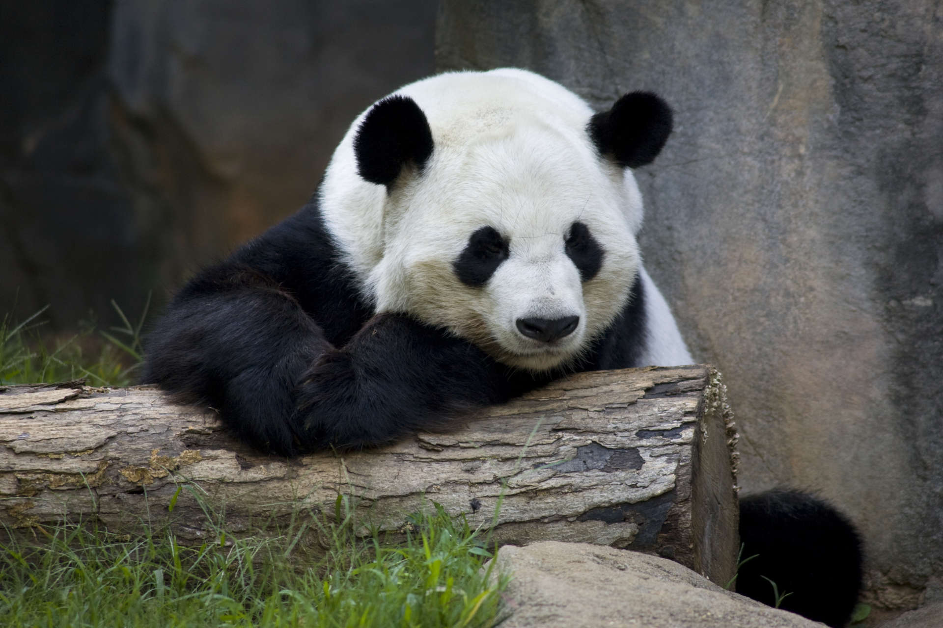 Panda updates monday june 6 zoo atlanta