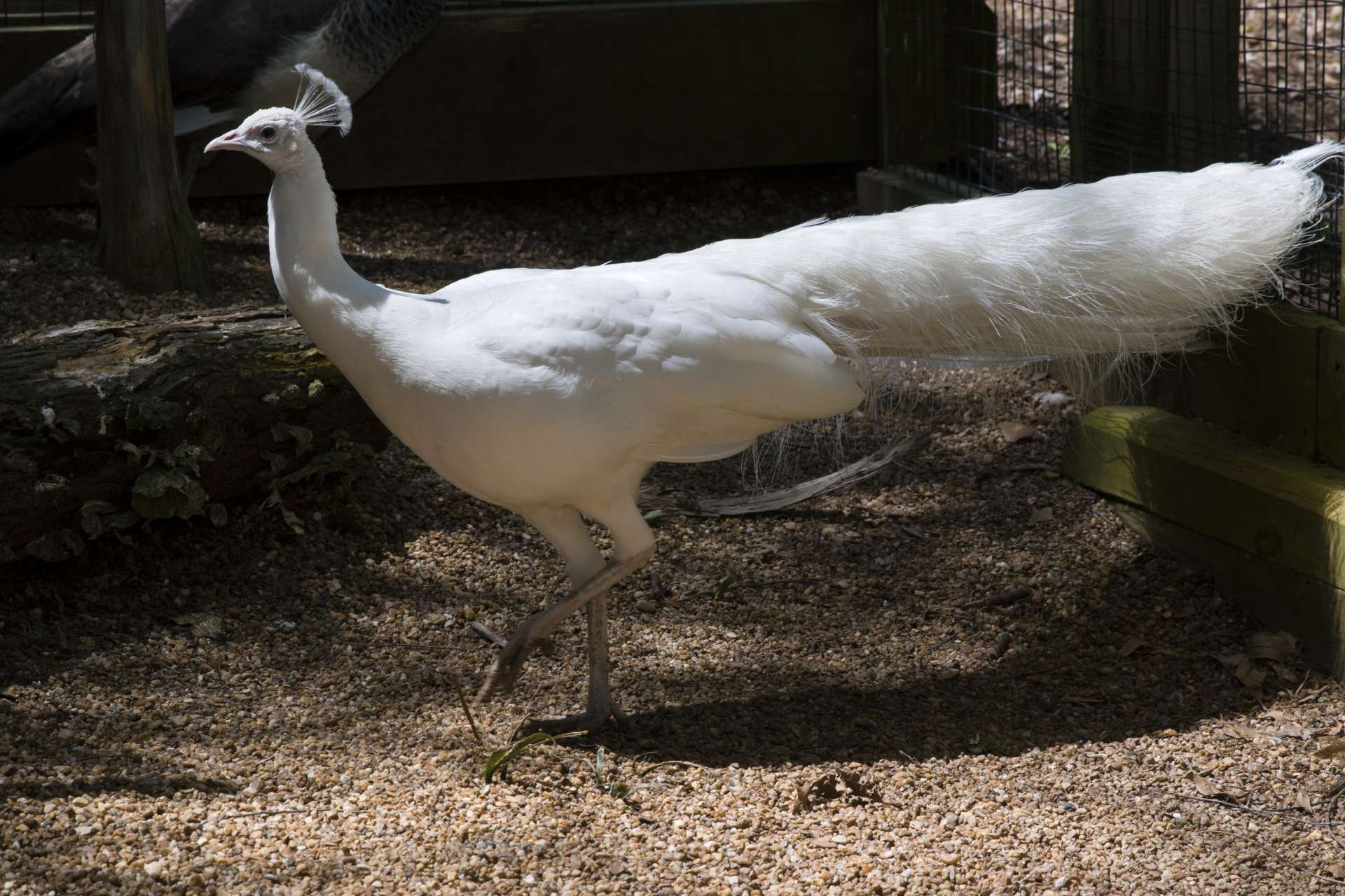 Coming soon: the new Grigsby Aviary - Zoo Atlanta