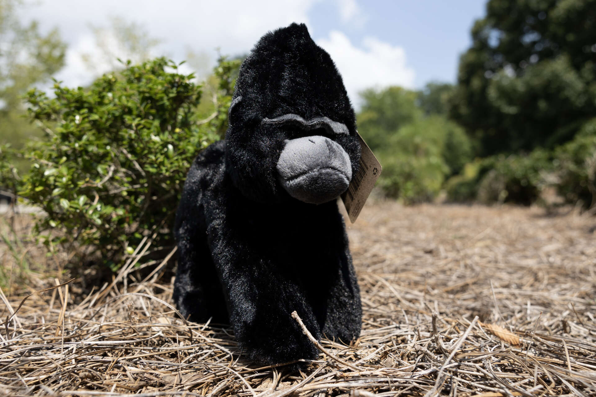 https://zooatlanta.org/wp-content/uploads/plush_gorilla_ZA_2T0A2075.jpg