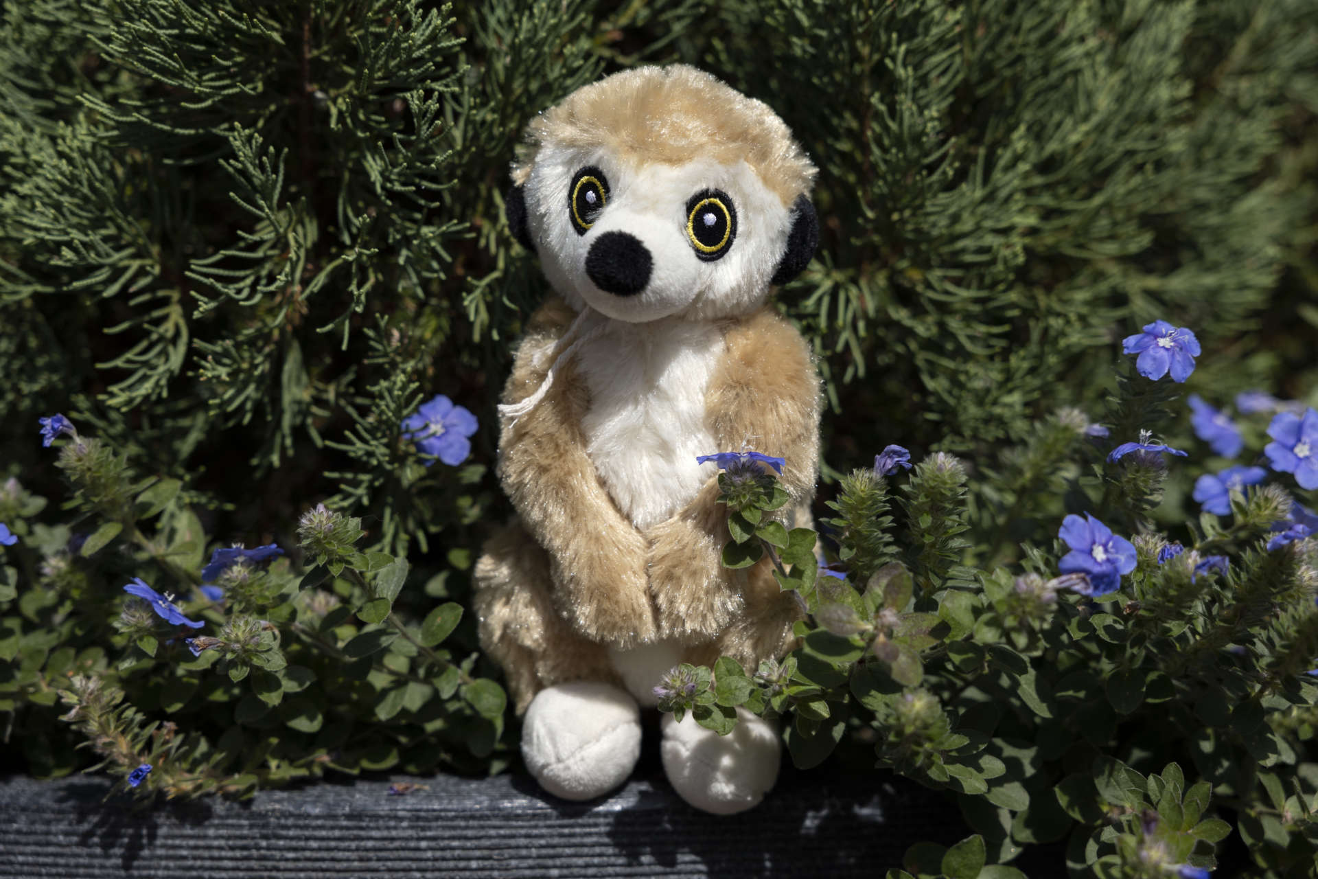 Gift Membership eGift Card Zoo Atlanta