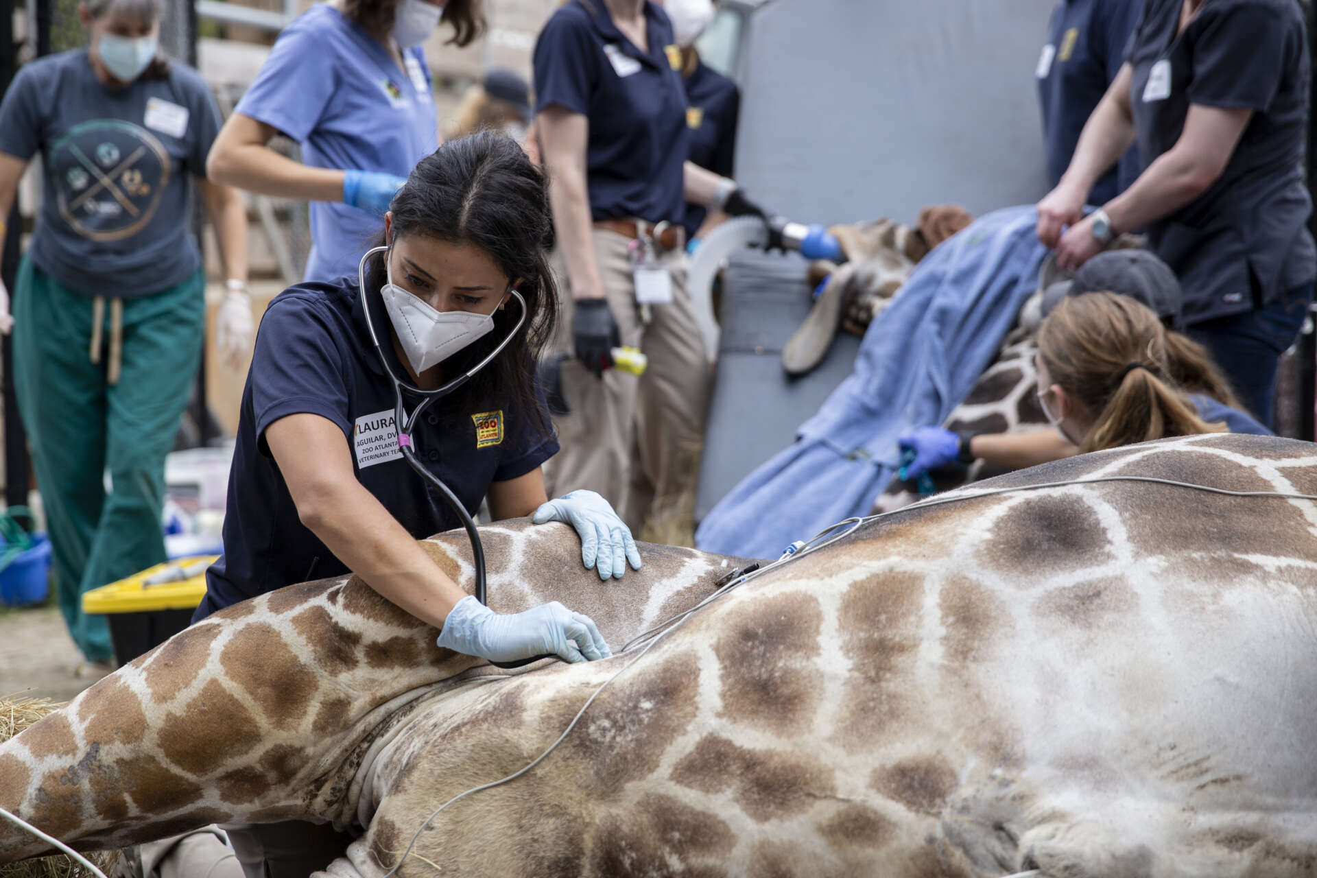 Animal Health - Zoo Atlanta